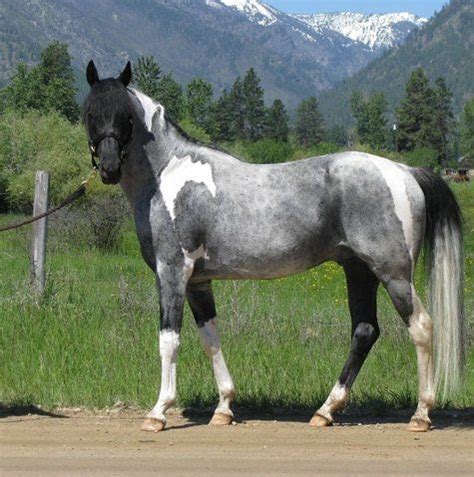 Blue Roan Paint | Horse breeds, Horses, Pretty horses