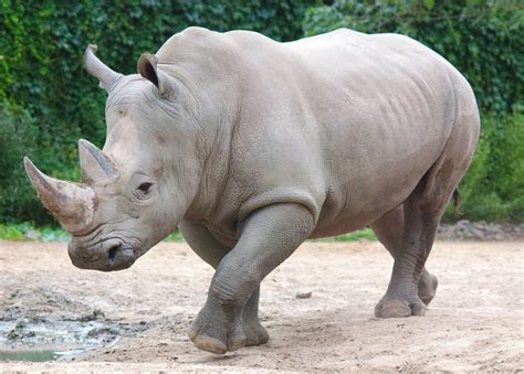 rhino