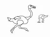 Ostrich Running Wild Coloring Page  Color Luna Ostrich running sketch template