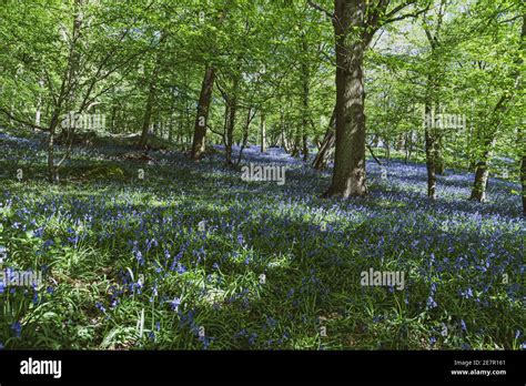 Bluebell Woods with Sun Light in front streaming through branches and leaves creating patterns ...