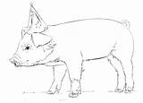 Realistic Pig Coloring Pages  Cool sketch template