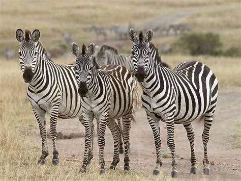 Grants Zebra herd Maasai Mara Kenya available as Framed Prints, Photos ...