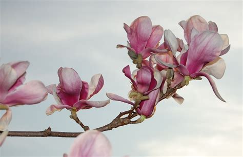 Branch of pink magnolias.