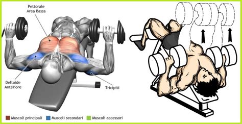 Exercise The Right Way - The Decline Dumbbell Bench Press - Bodydulding