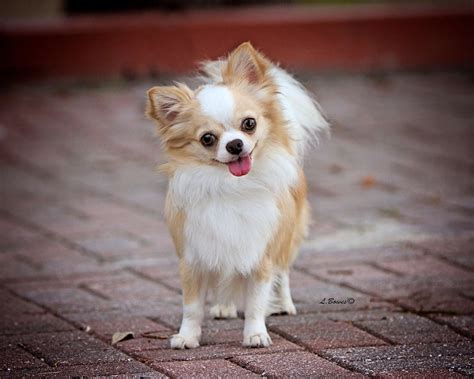 11 Small Dog Breeds That Are Beyond Cute | Cute small dogs, Chihuahua, Dog breeds