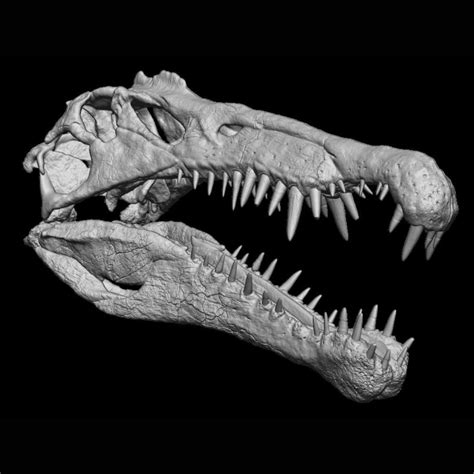 3D file Spinosaurus Skull・3D printer model to download・Cults