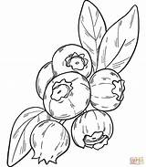 fruits blueberry coloring Pages  Natural Coloringpages sketch template