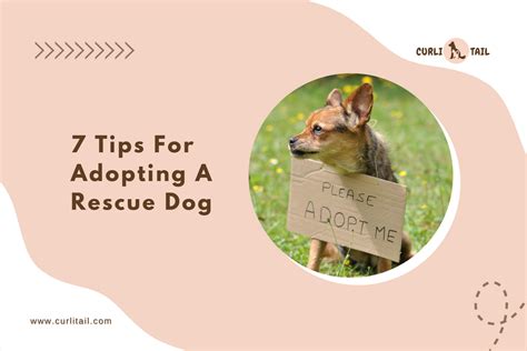 7 Tips For Adopting A Rescue Dog – CurliTail