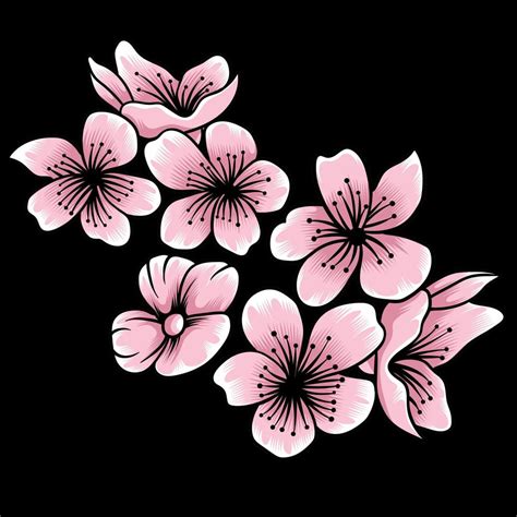 Sakura blossom vector illustration isolated on dark background 7717760 ...