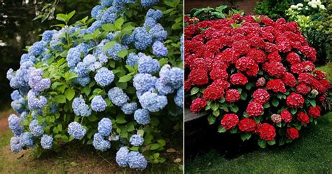 How to Change Hydrangea to the Color You Want