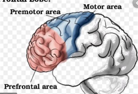 chapter 14 - decision making, brain region involved in decision making ...