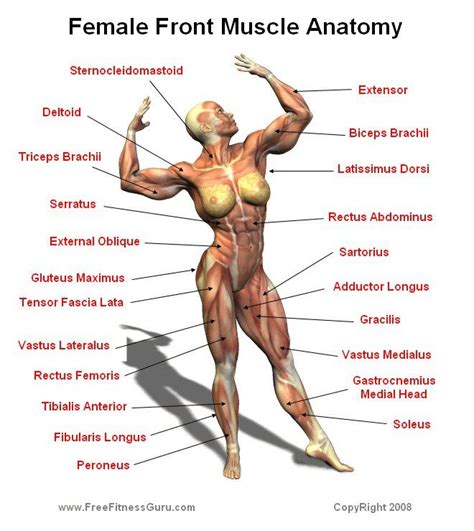 85 best Anatomy lab 2 images on Pinterest | Nursing schools, Anatomy ...