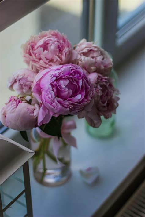 Pink Peony Flowers in Bloom in Clear Glass Vase Beside Glass Window · Free Stock Photo