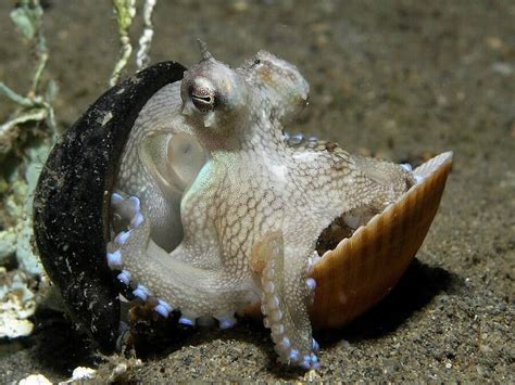 The Coconut Octopus, The Craftiest Cephalopod Studied By Scientists