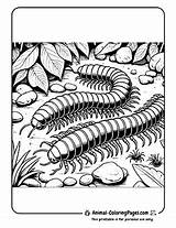 🐛 Centipede Coloring Pages Free Crawly Fun sketch template