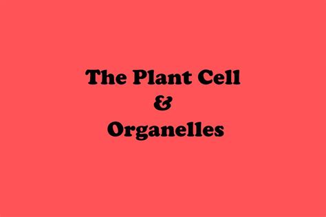 PPT - The Plant Cell & Organelles PowerPoint Presentation, free download - ID:726520
