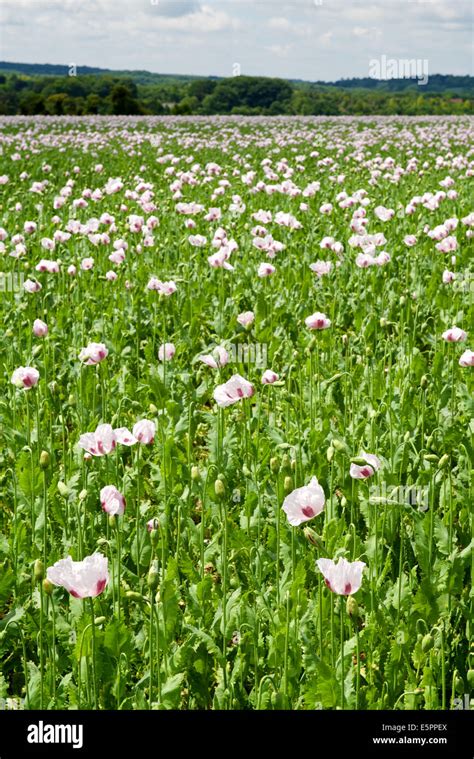 Pink poppy field in Wiltshire Stock Photo - Alamy