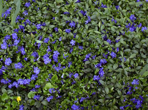 Vinca minor | Pacific Nurseries