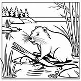Beaver Building A dam coloring page Lulu Pages sketch template