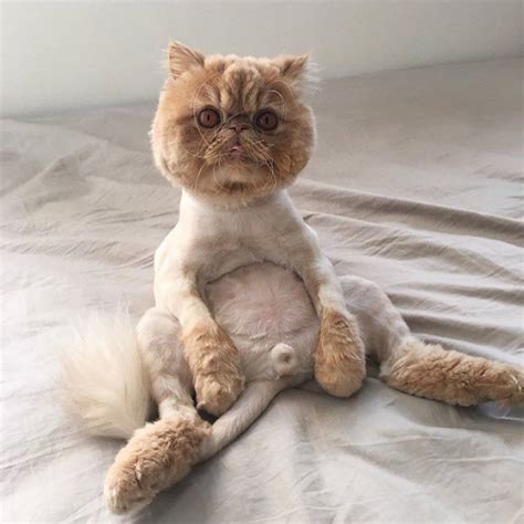 Cats Who Are Not Happy About Their Lion Haircuts