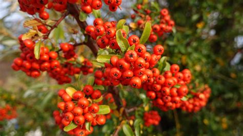 HD Wallpaper Red, Pyracantha, Berries, Leaves, Branches