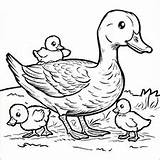 Duck Family Coloring Pages sketch template