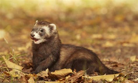 Ferret Behavior | What is your ferret expressing? [OWNER’S GUIDE] – thepetsavvy.com