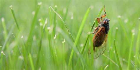 Do Cicadas Bite Humans or Pets? Experts Explain If They’re Harmful