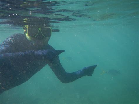 Snorkeling trips from Hayman Island