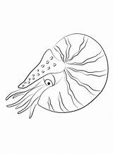 Nautilus Coloring Pages Printable For Free Download sketch template