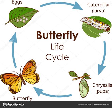 Vector illustration of Life Cycle of Butterfly diagram Stock Vector Image by ©corbacserdar.gmail ...