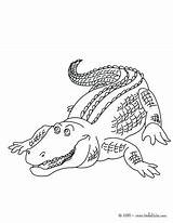 American Alligator Coloring Page At GetDrawings  Free Download sketch template