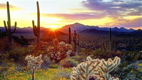 Sonoran Desert Wallpapers - Top Free Sonoran Desert Backgrounds - WallpaperAccess