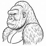 Gorilla Coloring Pages 32  Gem sketch template