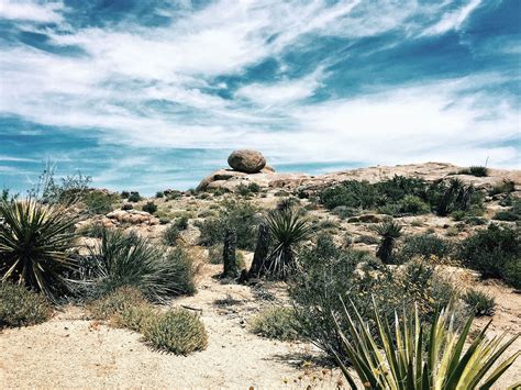 Free picture: desert, landscape, plants, cactus, leaves, sky, dry, rock