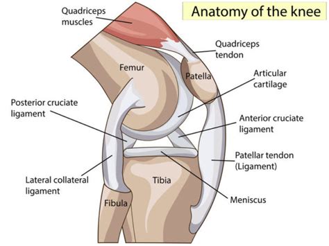 Knee Anatomy - Lyndon Bradley