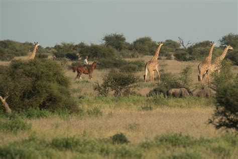 Limpopo Horse Safaris is located in the eastern tip of Botswana, in the northern Tuli Game Reserve