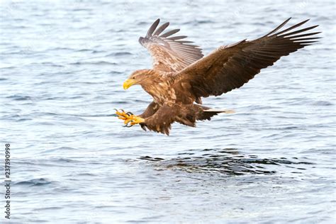 Golden Eagle Hunting Fish