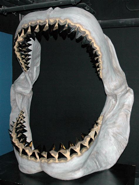 Carcharodon megalodon fossil shark jaw (reconstruction) (l… | Flickr