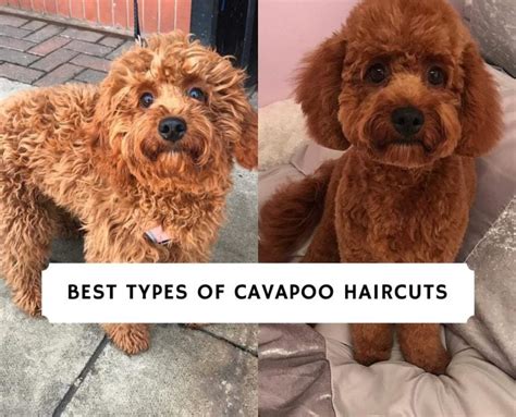 Best Types of Cavapoo Haircuts! (2024) - We Love Doodles