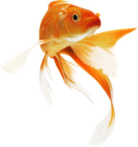 Goldfish PNG