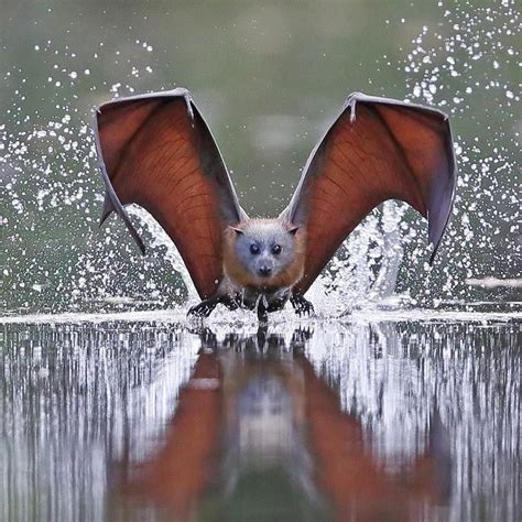 Volpi volanti - Pipistrelli della frutta | Animali Volanti | Nature ...