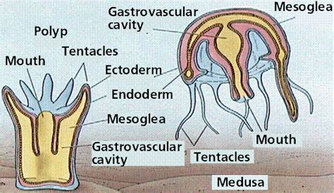 Cnidarian anatomy