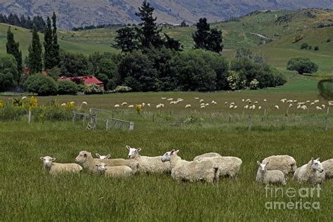 New Zealand Sheep Farm Photograph by Craig Lovell - Fine Art America