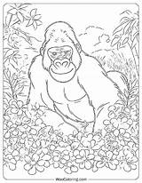 100  Gorilla coloring Pages Free PDF To Print Woo Coloring sketch template