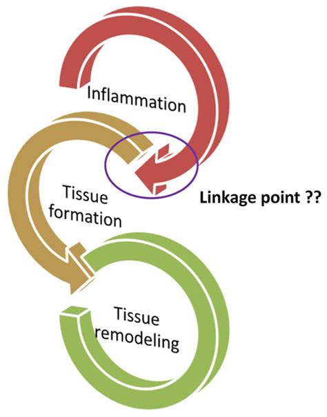 The process from inflammation to the wound healing is divided into... | Download Scientific Diagram