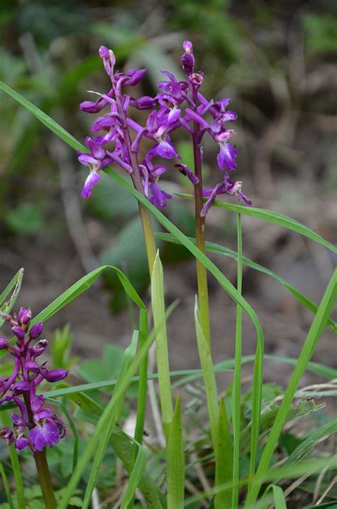 Early Purple Orchids and other plants - The Bevis Trust