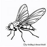 Fly Coloring Pages  Free & Printable sketch template