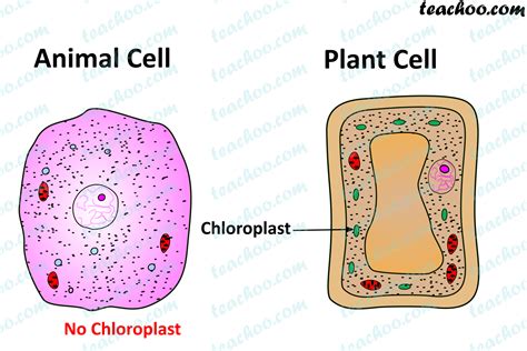 Important Points of Cytoplasm - Cells - Chapter 8 Class 8 Science