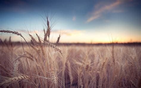 Online crop | Rye, plants, sky, field HD wallpaper | Wallpaper Flare